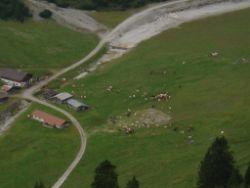 2013-09-08_6Falkenh-Steinfalk (332).JPG